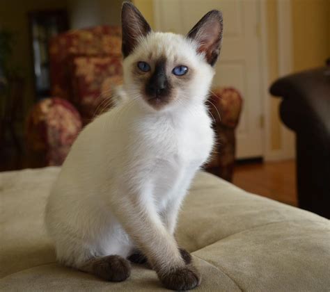 An attractive, softer, semi fluffy version of Siamese. . Balinese cat for sale california